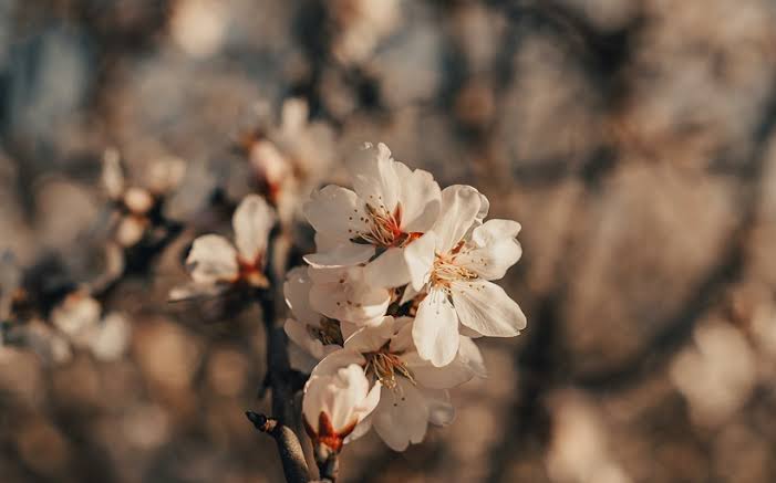 Sanattan Hikayeler: Çiçek Açan Badem Ağacı